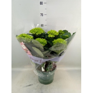 Hydrangea mac. 'Magical Amethyst'