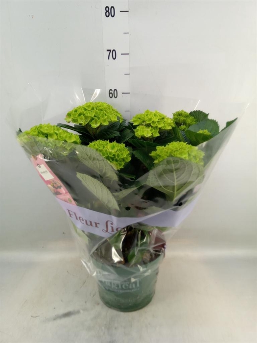 <h4>Hydrangea mac. 'Magical Amethyst'</h4>