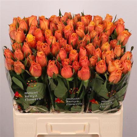 <h4>R Gr Confidential</h4>