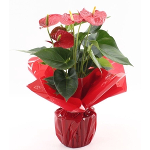 Anthurium Esudo in Rondello Red