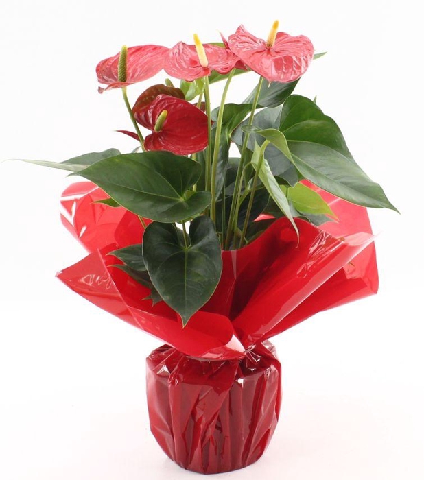 Anthurium Esudo in Rondello Red