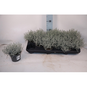 LEUCOPH BROWNII