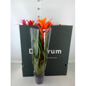 Guzmania   ...mix