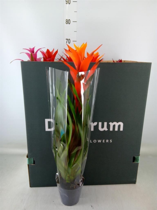 <h4>Guzmania   ...mix</h4>