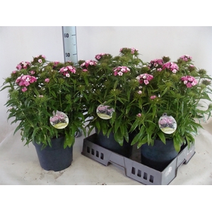 Dianthus barb. 'Dart Pink Magician'