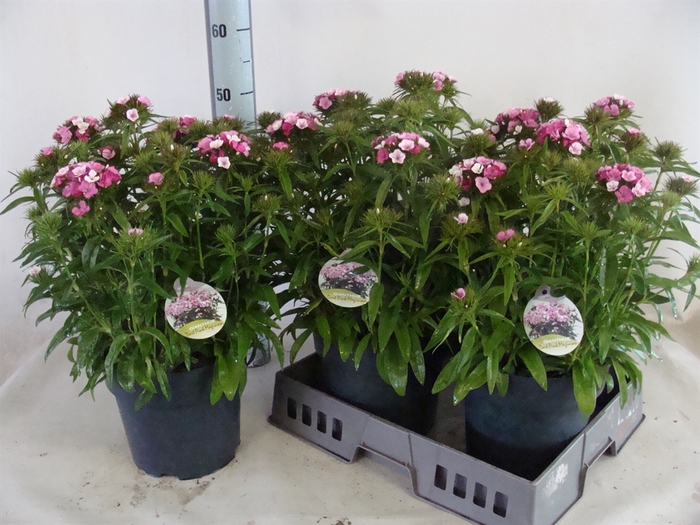 <h4>Dianthus barb. 'Dart Pink Magician'</h4>