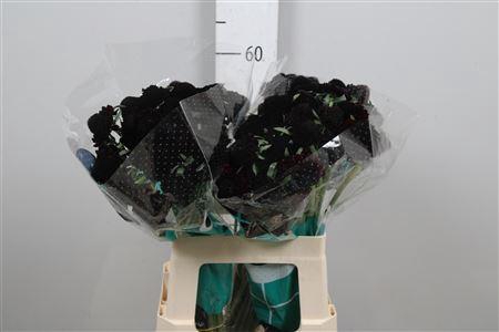 <h4>Scab At Bb Ma Choco Scoop (x75)</h4>