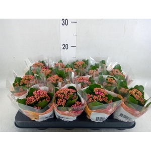 Kalanchoe blos. 'RosDon Victorio'