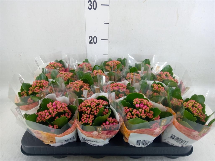 <h4>Kalanchoe blos. 'RosDon Victorio'</h4>