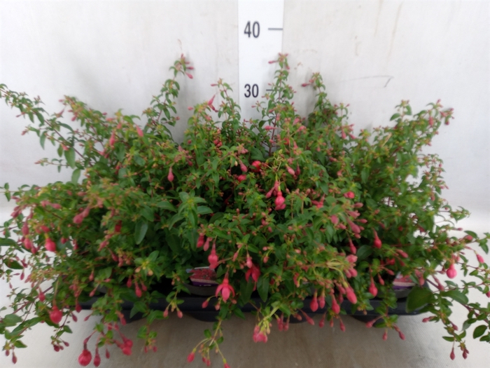 <h4>Fuchsia  'Tom Thumb'</h4>