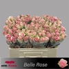 R Gr Belle Rose X10