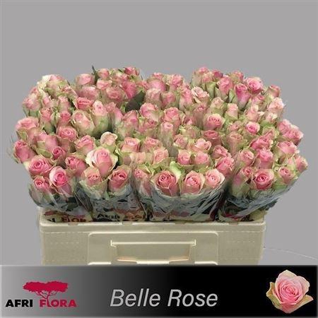 R Gr Belle Rose X10
