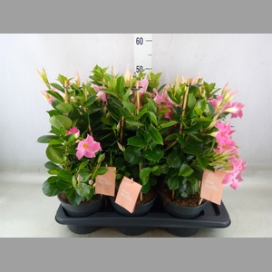 Mandevilla  'Sundavil Pink'