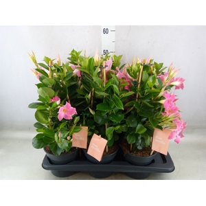 Mandevilla  'Sundavil Pink'