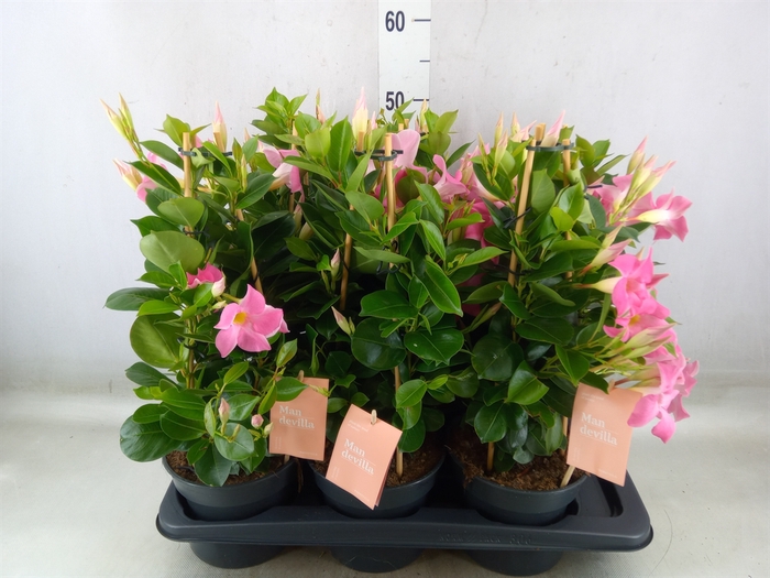<h4>Mandevilla  'Sundavil Pink'</h4>