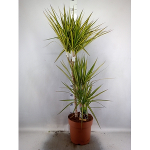 Dracaena marg. 'Sunray'