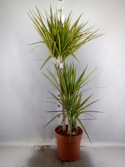 <h4>Dracaena marg. 'Sunray'</h4>