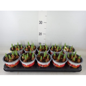 Tulipa DU 'Red Baby'