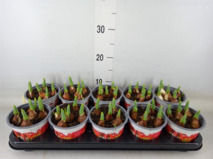 <h4>Tulipa DU 'Red Baby'</h4>