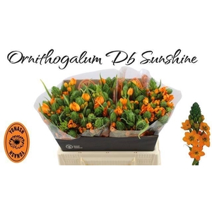 Ornit Dubium Sunshine Yonash