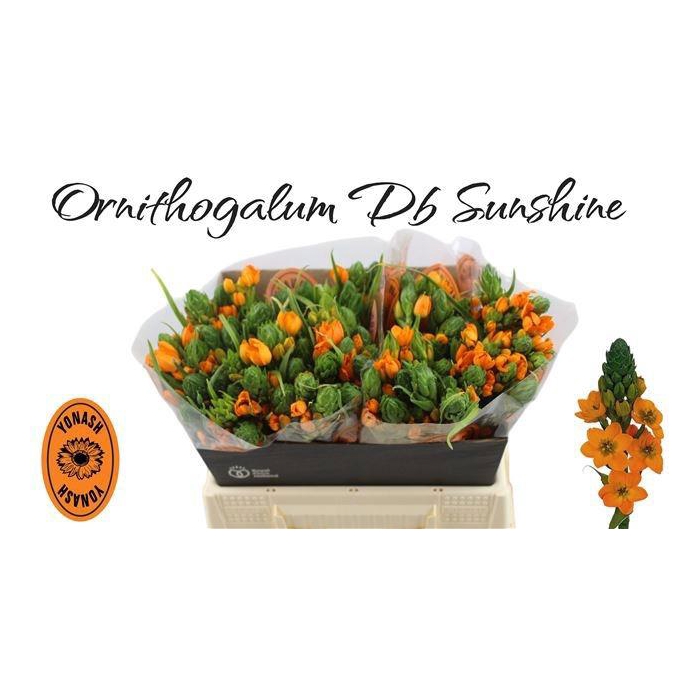 <h4>Ornit Db Sunshine</h4>