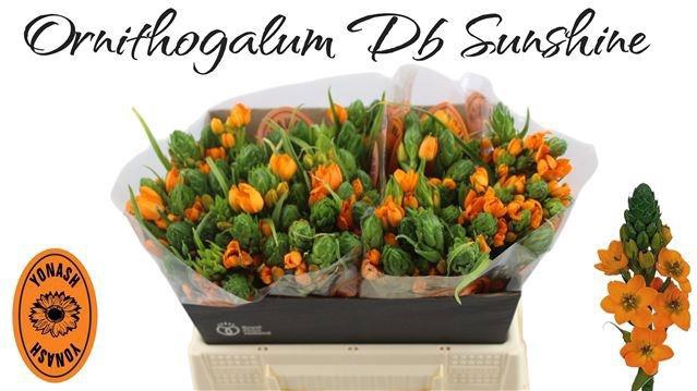 <h4>Ornit Dubium Sunshine Yonash</h4>