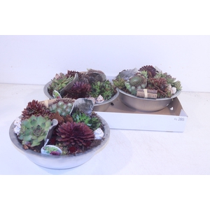 ARR SEMPERVIVUM