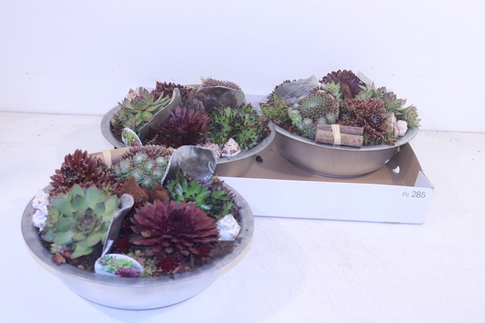 <h4>ARR SEMPERVIVUM</h4>