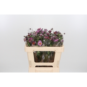 Anemone Roze