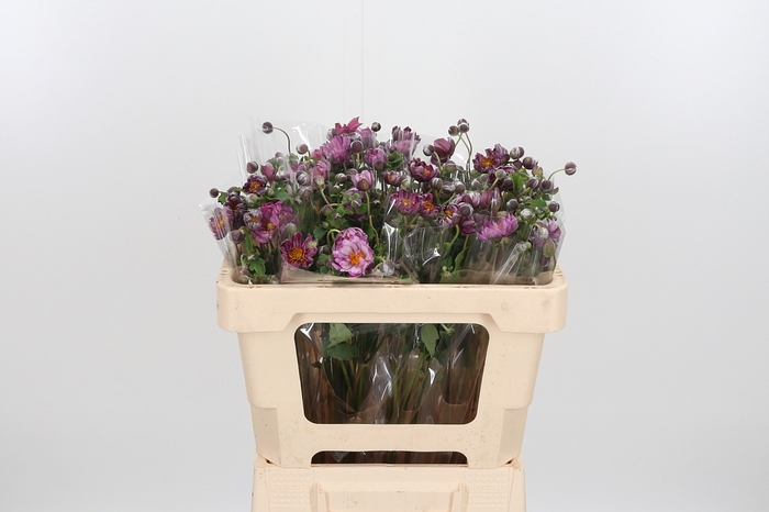 <h4>Anemone Roze</h4>