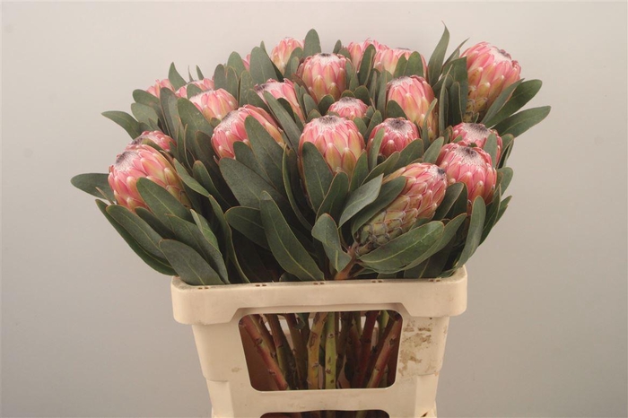 <h4>Protea Susara</h4>