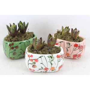 arr4 Hyacint FL - Early springtime ovaal