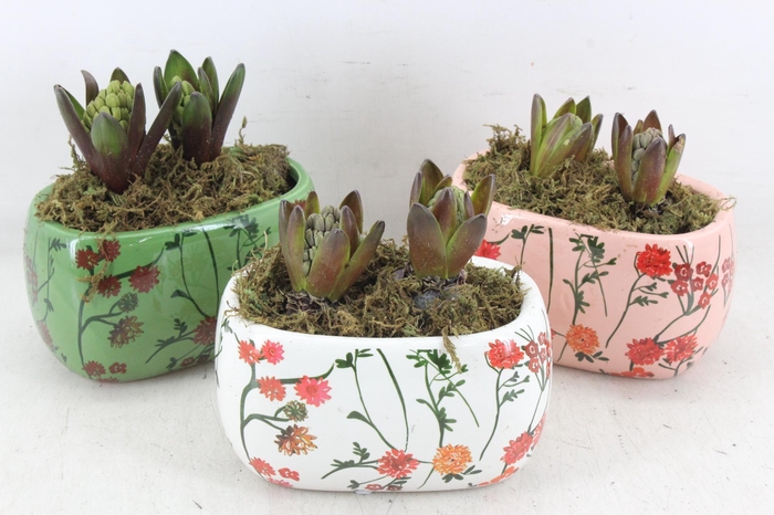 <h4>arr4 Hyacint FL - Early springtime ovaal</h4>