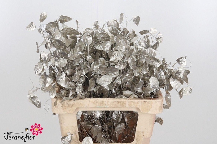 <h4>SNIJBL OV KLB H% BS</h4>