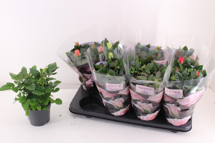 <h4>RO PATHIT GEM 5 SRT</h4>