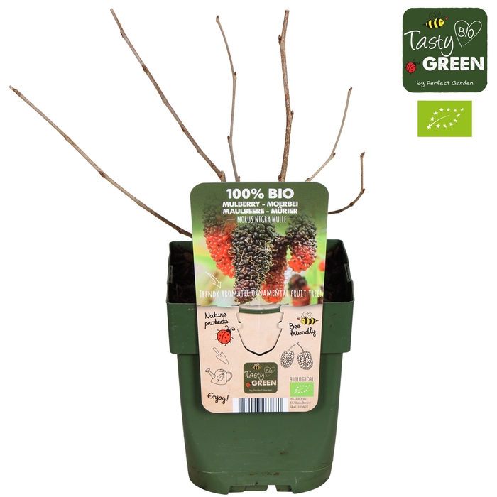 <h4>Morus nigra Mulle P13 - Tasty Green bio</h4>