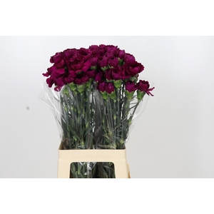 Dianthus St Purple Damascus