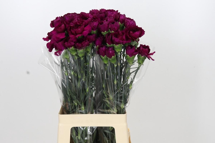 <h4>Dianthus St Purple Damascus</h4>