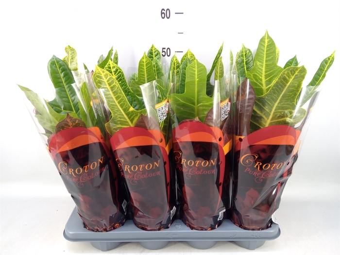 <h4>Codiaeum var. GR 'Excellent'</h4>