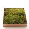 Star Moss Gepreserveerd Ca. 0.20 M2