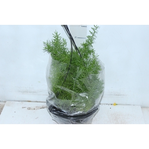 ASPARGO ALFINETE C21