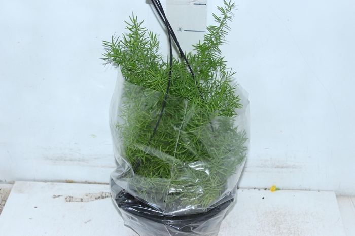 <h4>ASPARGO ALFINETE C21</h4>