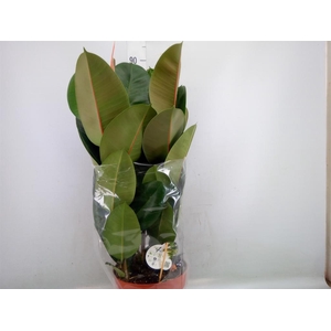 Ficus elastica 'Robusta'