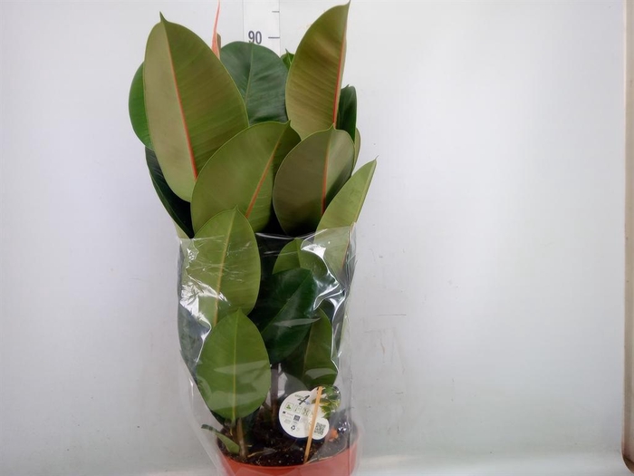 <h4>Ficus elastica 'Robusta'</h4>