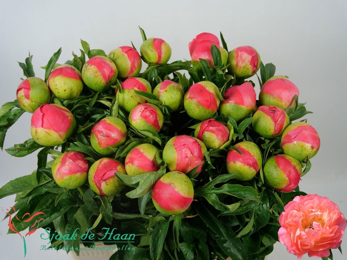 <h4>PAEO CORAL SUNSET</h4>