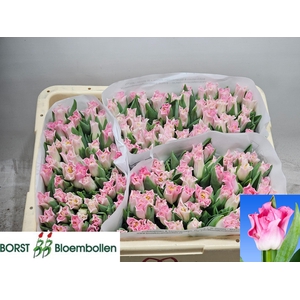 TU CO CROWN  DYNASTY