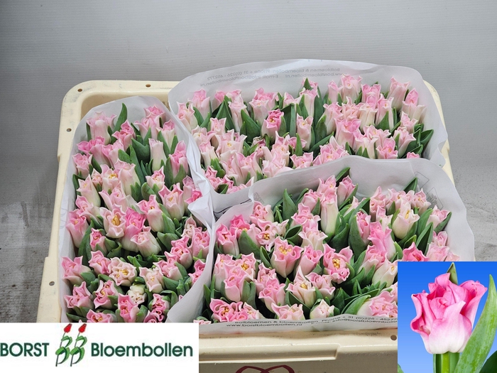 <h4>TU CO CROWN  DYNASTY</h4>