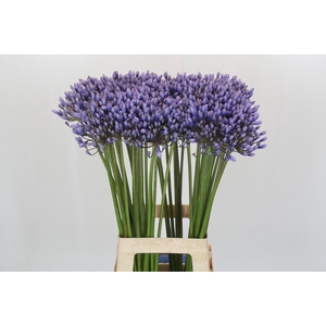Agapanthus 'Lavender Surprise'