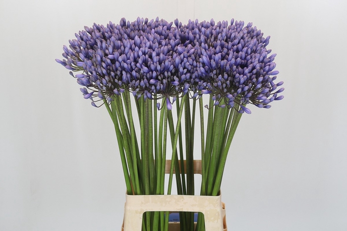 <h4>Agapanthus 'Lavender Surprise'</h4>