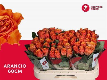 <h4>R Gr Arancio</h4>